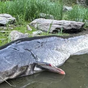 50 dakika mucadele etti ulkenin en buyuk baligini yakaladi yNFRZXlk