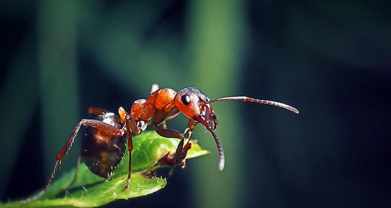 almanyada 2 bin 500 konutluk projeye karinca engeli 1QS4ndGu