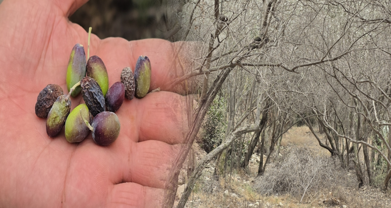 hatayin meshur halhali zeytinini kuraklik vurdu cqKul2yh