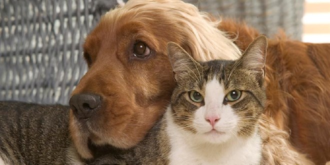 buyu icin hayvanlar mi kesildi validen aciklama cMlefz8x.jpg