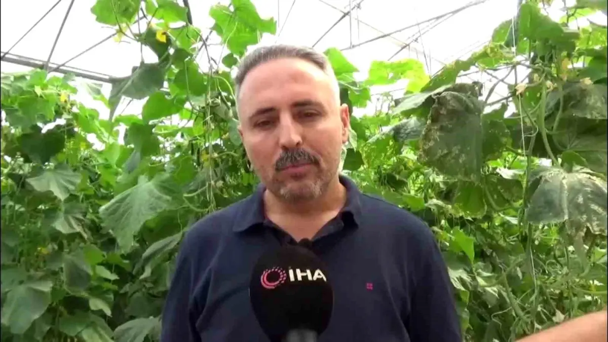 diyarbakirda salatalik serasi kuruldu 7ZrI5EJY