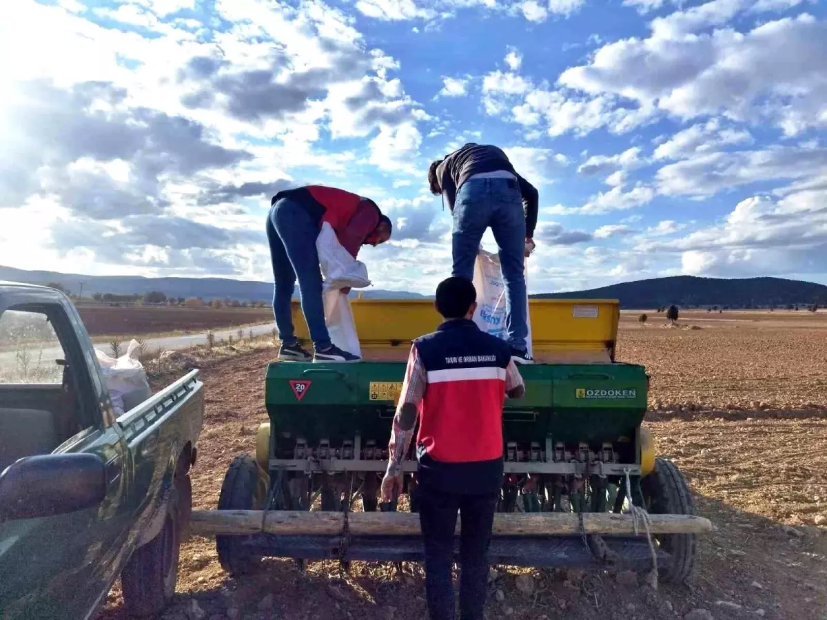 cavdarhisarda tohum dagitimi ve ekim calismalari basladi CxviaLJg.jpg