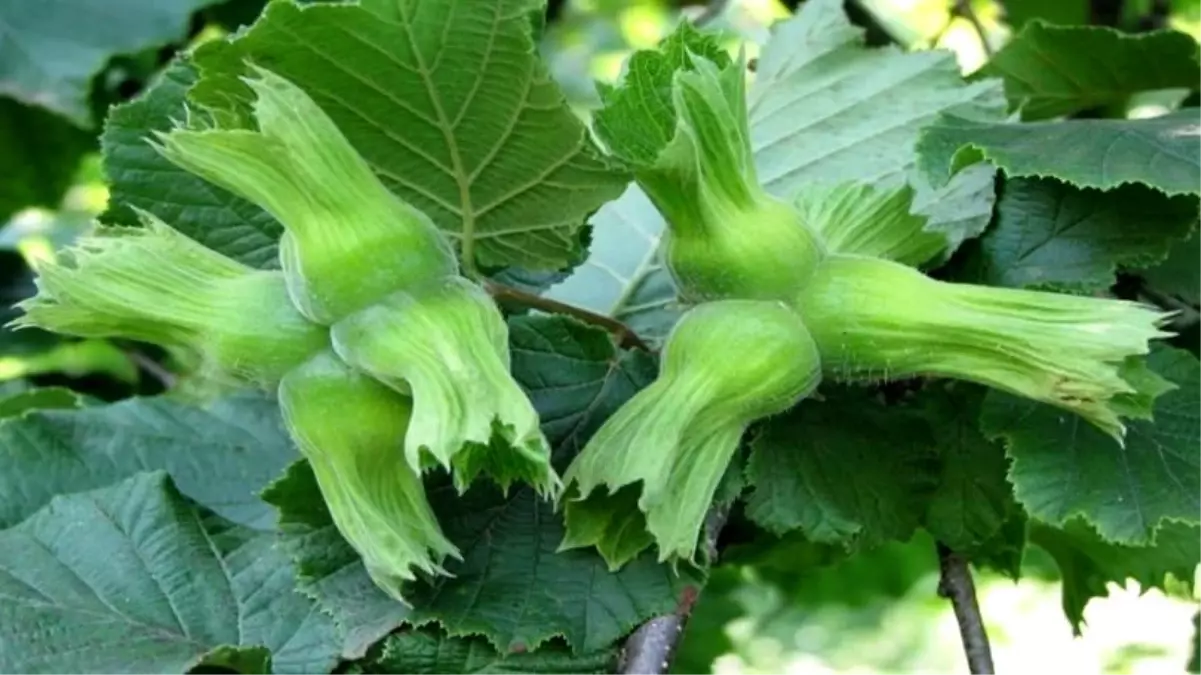 duzceden ab ulkelerine 15 bin ton findik ihracati P9avHkXR.jpg