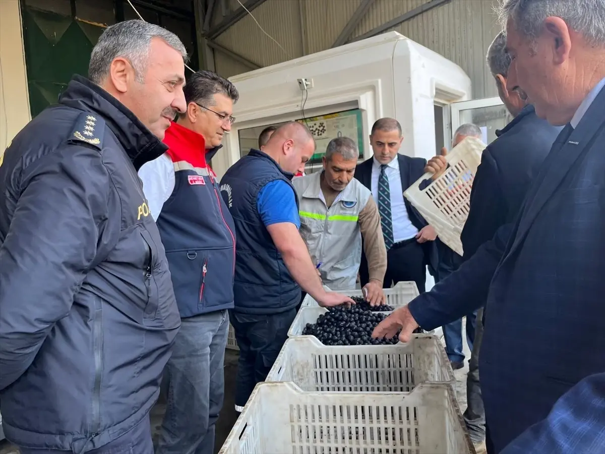 sarkoyde zeytin hasadi etkinligi mUKpdhX5.jpg